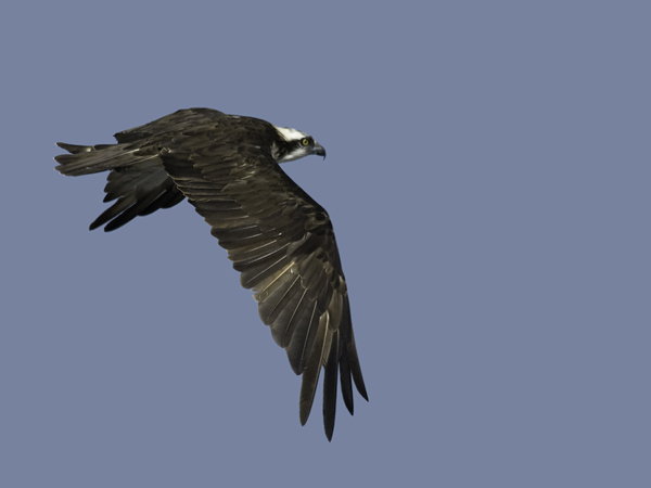 Sääksi, Osprey, Pandion haliaetus